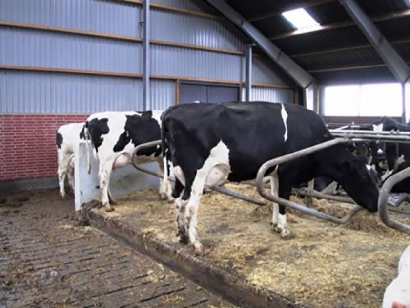 Newly calved cow and heifer in Denmark