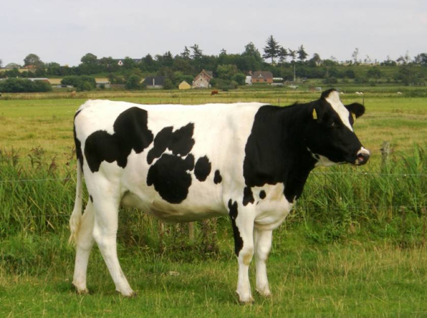 Danish Holstein 2