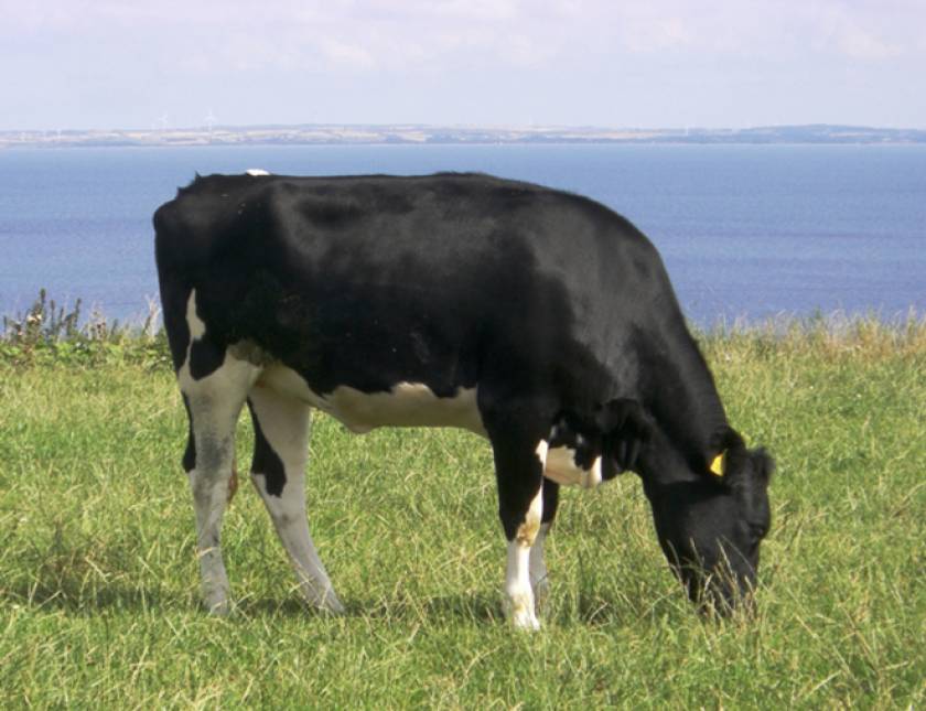 Danish Holstein