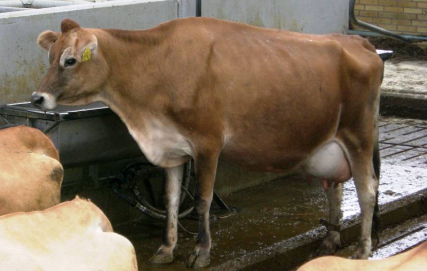 Danish Jersey Milking Heifer