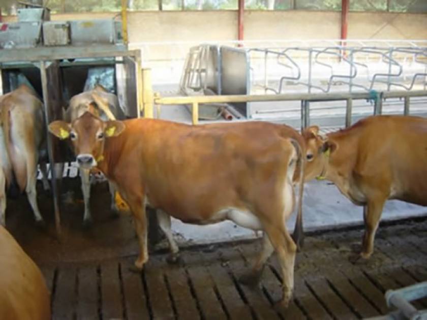 Danish out of Parlour Feeder