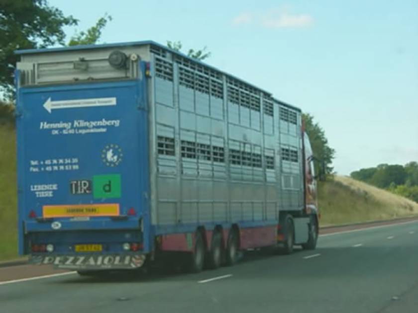 Danish transporter delivering cattle to the UK