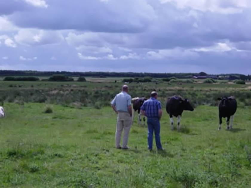 Andrew Bellas and UK farmer selecting Holsteins in Denmark